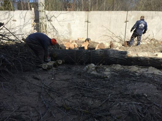 Профессиональная валка и спил деревьев в Санкт-Петербурге и ЛО