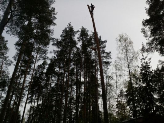 Профессиональная валка и спил деревьев в Санкт-Петербурге и ЛО